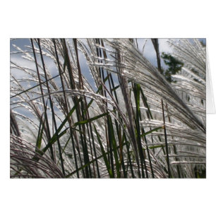 Patrones de la naturaleza