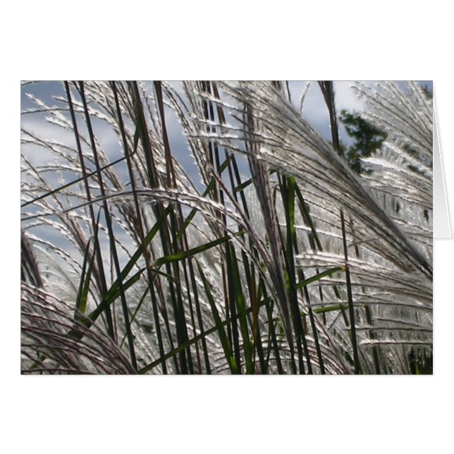 Patrones de la naturaleza (Anverso (Horizontal))