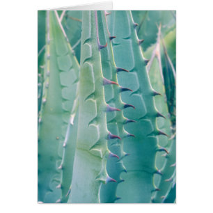 Patrones de una planta Agave