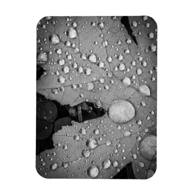 Patter Pitter: imán fotográfico flexible de 3" x 4 (Vertical)