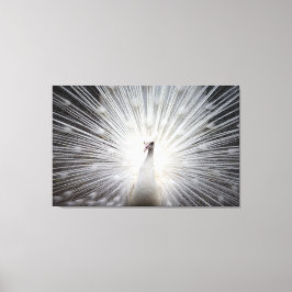 Pavo blanco sobre lienzo envuelto premium (brillan