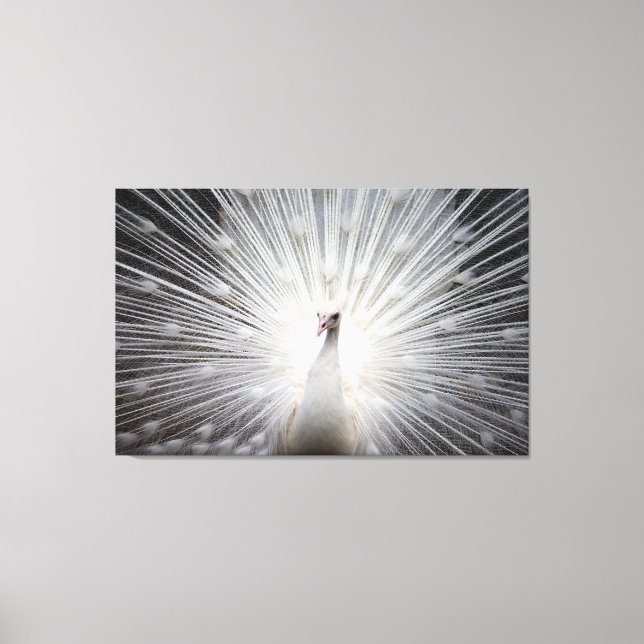 Pavo blanco sobre lienzo envuelto premium (brillan (Anverso)