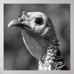 Pavo de cerca y personal Póster de 24 x 24