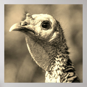 Pavo de cerca y personal Póster de 24 x 24