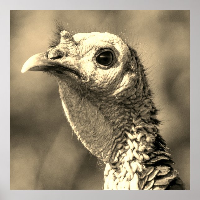 Pavo de cerca y personal Póster de 24 x 24 (Frente)