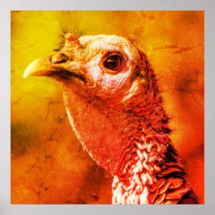 Pavo en primer plano y personal Póster de 24 x 24