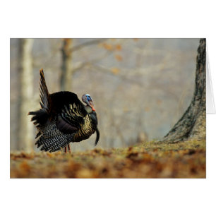 Pavo macho pavoneándose, Illinois