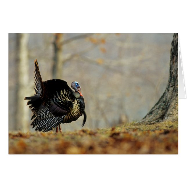 Pavo macho pavoneándose, Illinois (Anverso (Horizontal))