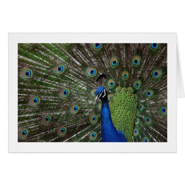 Pavo real (Anverso (Horizontal))