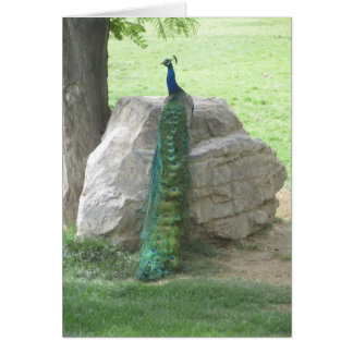 Pavo real