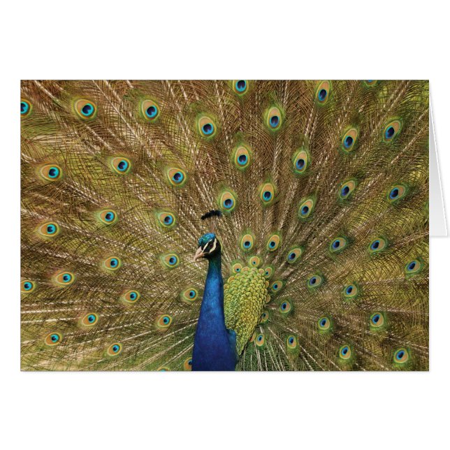 pavo real (Anverso (Horizontal))