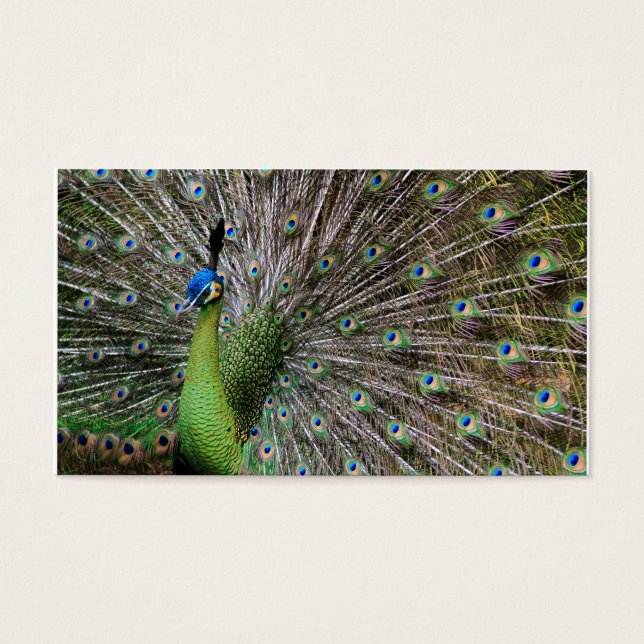 Pavo real (Frente)