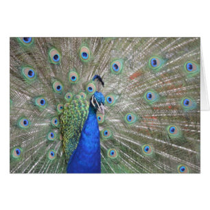 Pavo real