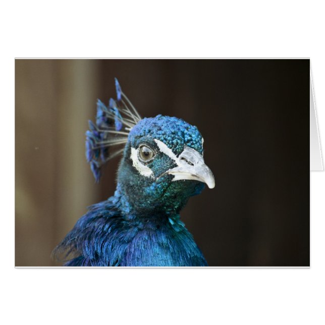 pavo real (Anverso (Horizontal))