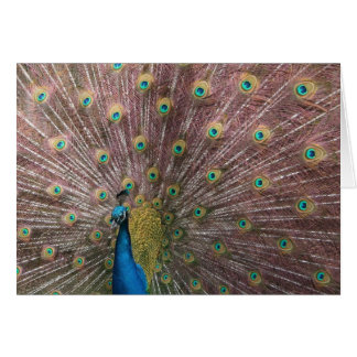 Pavo real