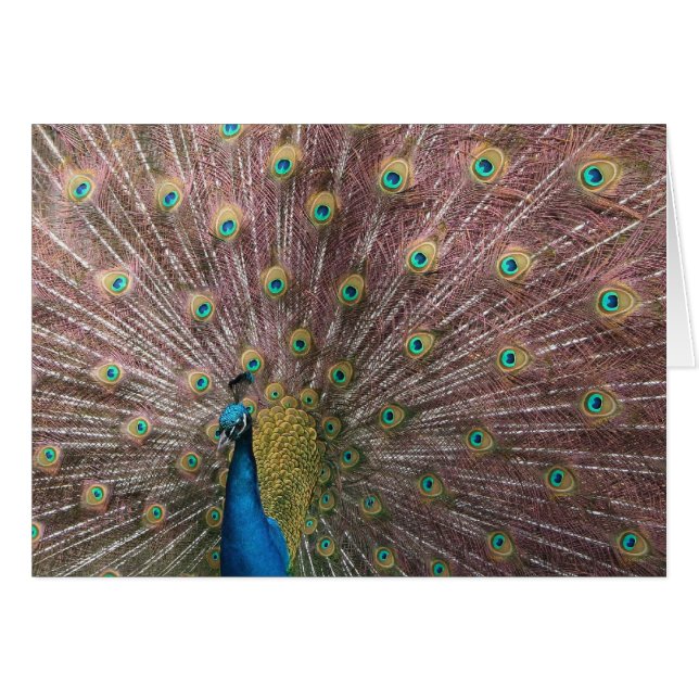 Pavo real (Anverso (Horizontal))