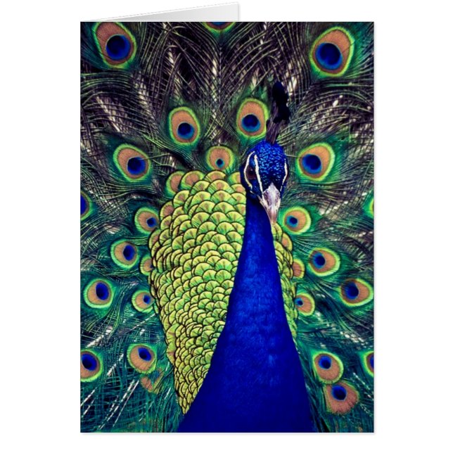 Pavo Real Azul Cobalto (Frente)