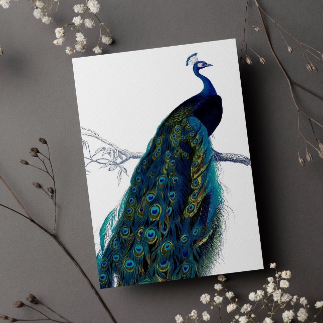 Pavo Real Azul Elegante Vintage (Vintage Blue Elegant Colorful Peacock)