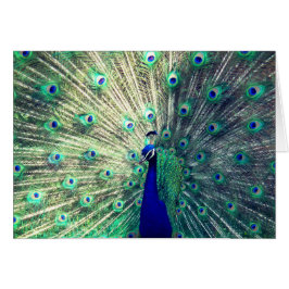 Pavo real azul indio