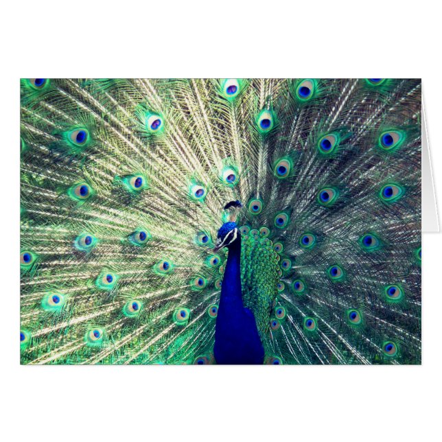 Pavo real azul indio (Anverso (Horizontal))