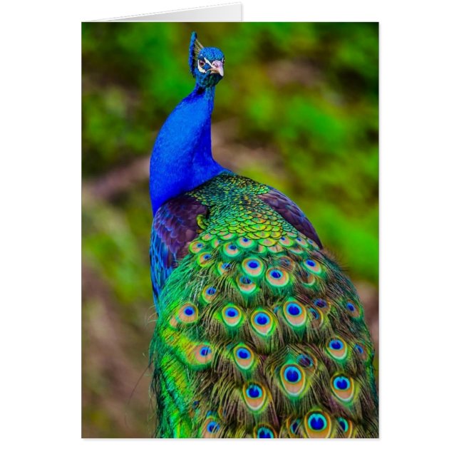 Pavo real azul indio (Frente)