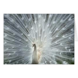 Pavo real azul indio blanco raro