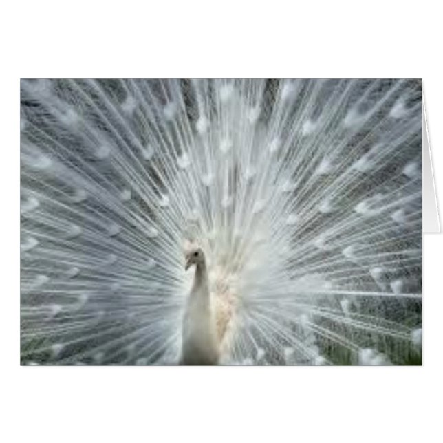 Pavo real azul indio blanco raro (Anverso (Horizontal))