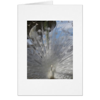 Pavo real blanco con Peahen en gallinero