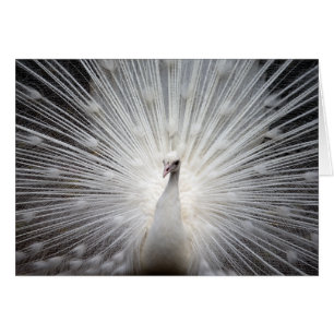 Pavo real blanco con plumas de abanico