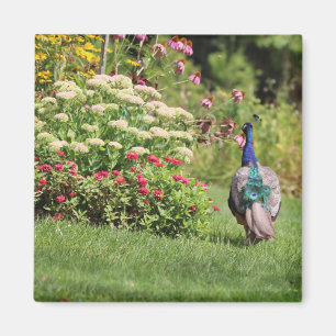 Pavo real en el imán del jardín