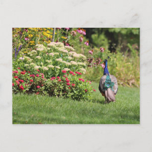 Pavo real en la postal del Jardín