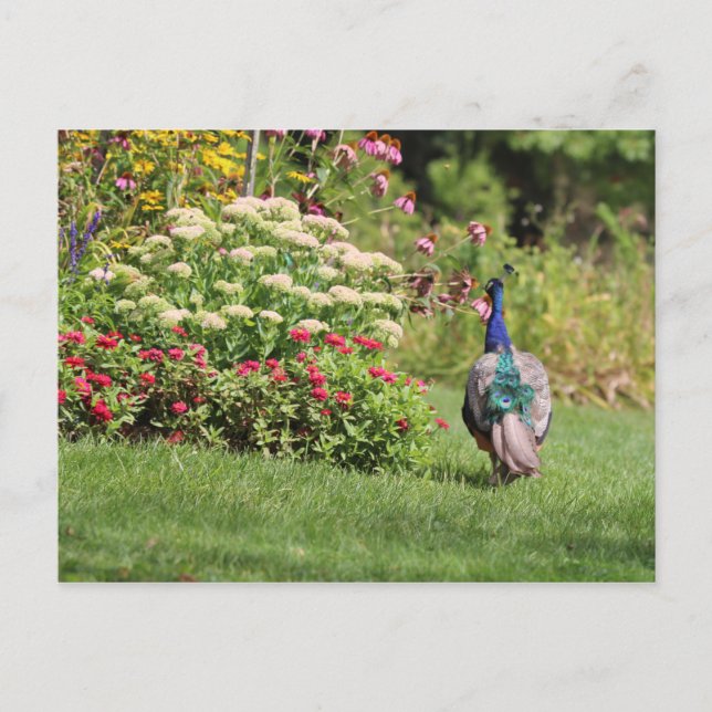 Pavo real en la postal del Jardín (Anverso)