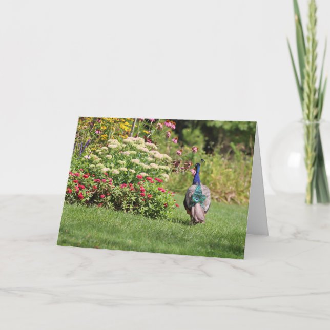 Pavo real en la tarjeta del jardín (Anverso)