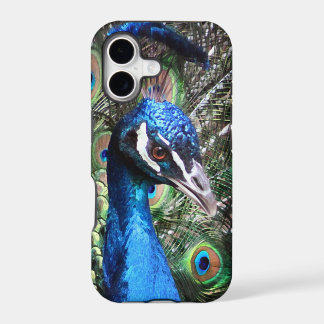 Pavo Real Glitzy