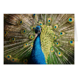 Pavo real hermoso