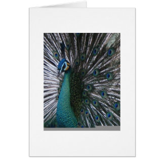 Pavo real hermoso y orgulloso de Spalding