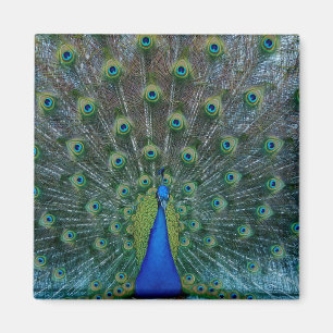 Pavo real, imán cuadrado