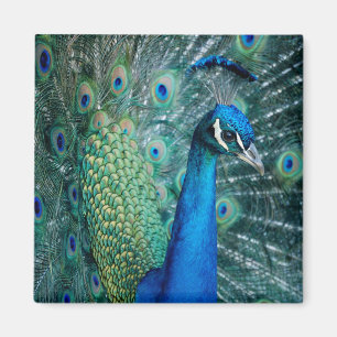 Pavo real, imán cuadrado