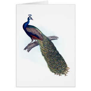 Pavo real indio