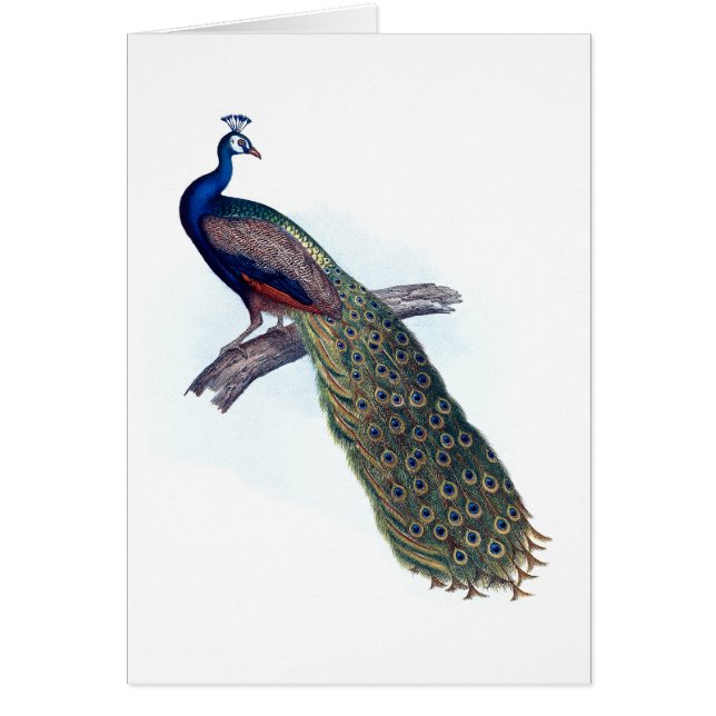 Pavo real indio (Frente)