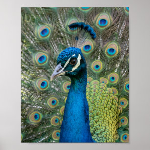 Pavo Real Majestuoso Joya Pluma Mate Póster de par