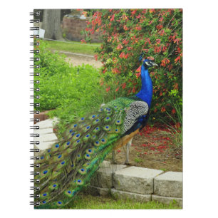 Pavo real y cuaderno preciosos de las flores