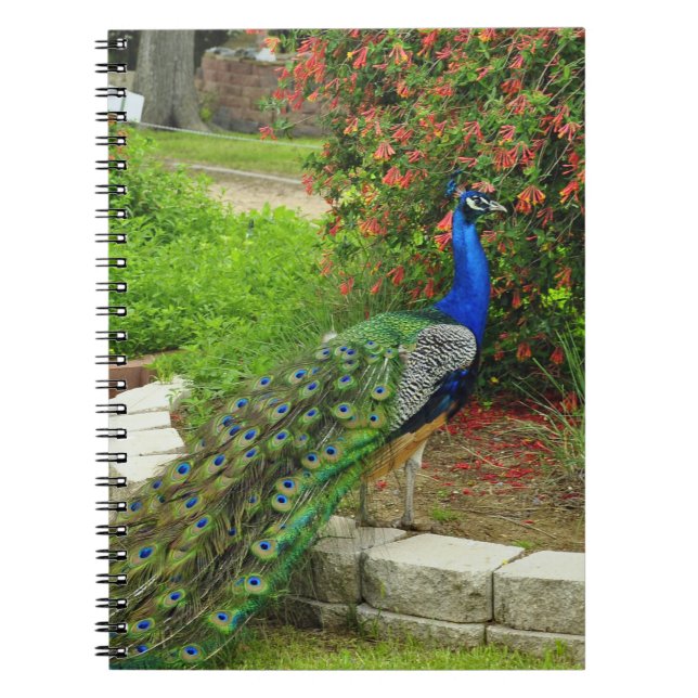 Pavo real y cuaderno preciosos de las flores (Frente)