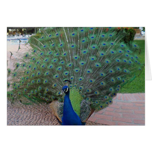 Pavos reales en México (Anverso (Horizontal))