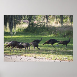 Pavos Salvajes en Hierba Fotografía Póster