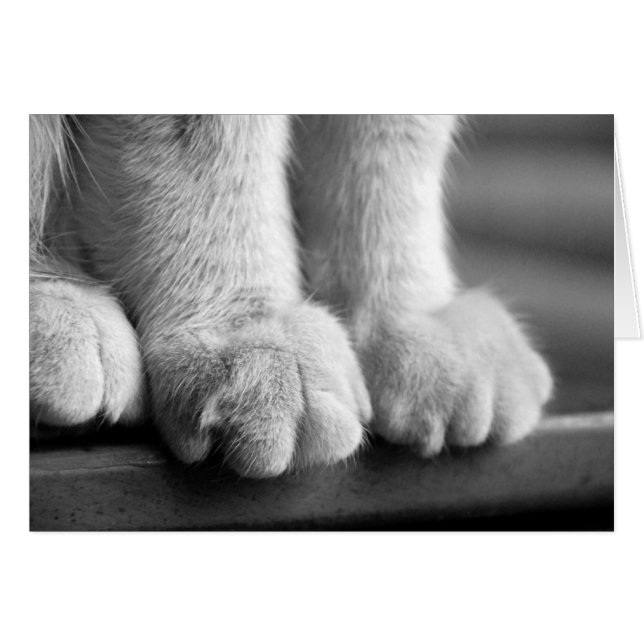 Paws of Legend (Anverso (Horizontal))