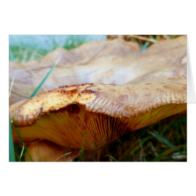 Paxillus involutus (Anverso (Horizontal))