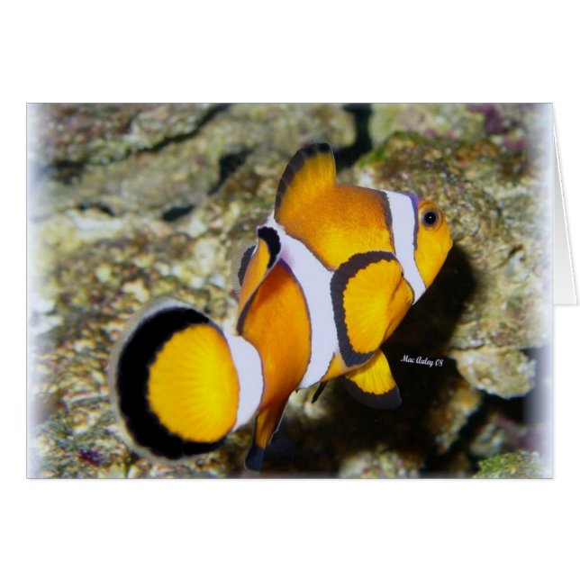 Payaso (Anverso (Horizontal))