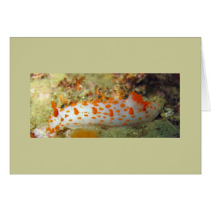 Payaso Nudibranch