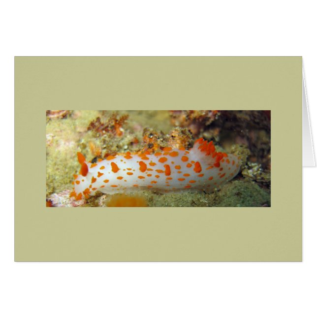 Payaso Nudibranch (Anverso (Horizontal))